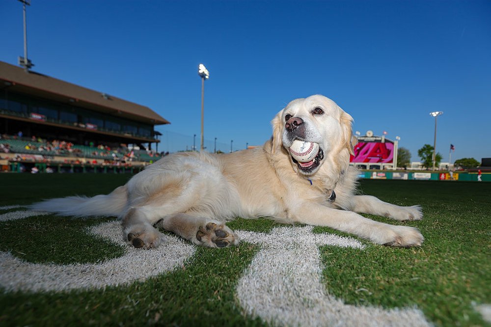 a dog on a baseball field
