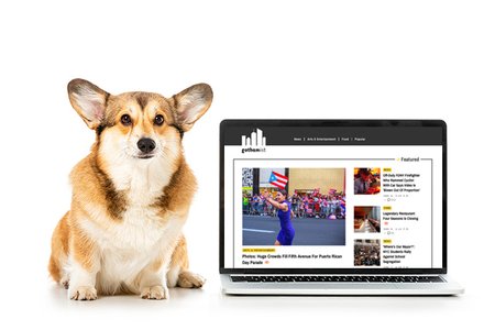 Just a corgi and its laptop