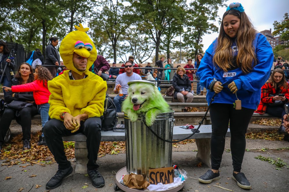 dog as Oscar the Grouch