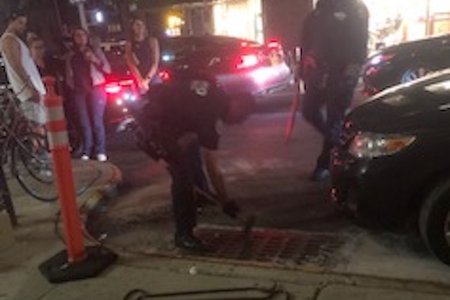 A "duckmergency" unfolds in Park Slope.