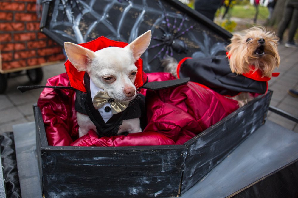 e12567424dog-200-jpg.jpeg