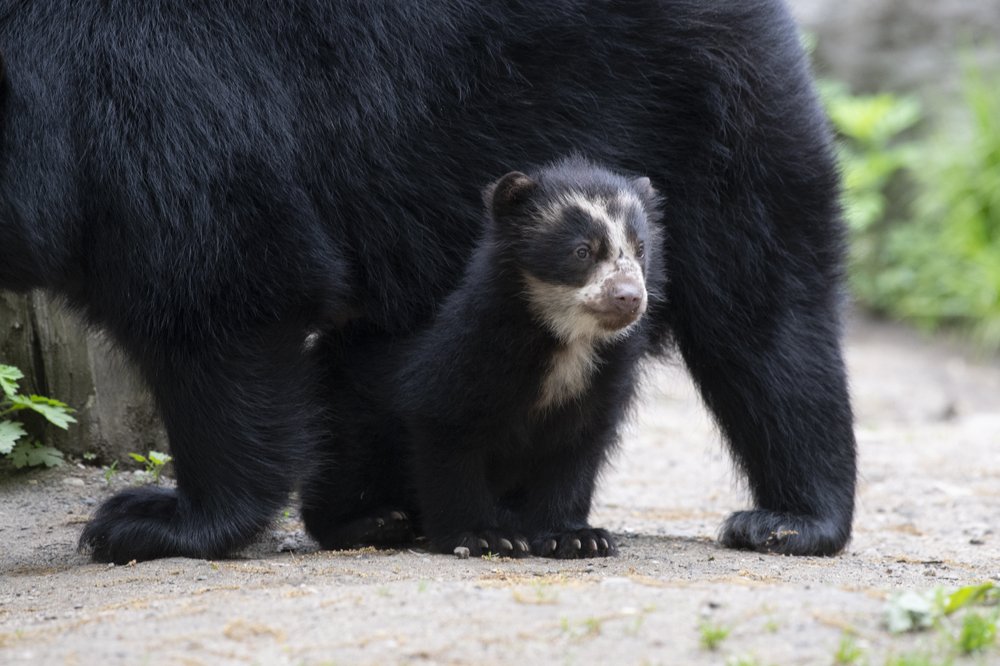 e3546fe54julie-larsen-maher_9194_andean-bear-and-cubs_qz_05-10-19-jpg.jpeg