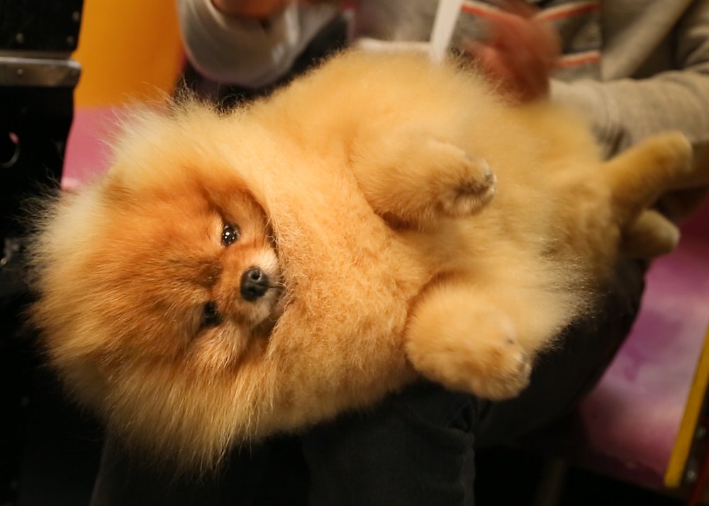 e5d47fb2cwestminster34-jpg.jpeg This dog is responsible for the smelly L train. (Jenn Hsu/Gothamist)