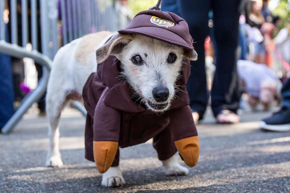 e6f0c94cadoghalloween-97-jpg.jpeg