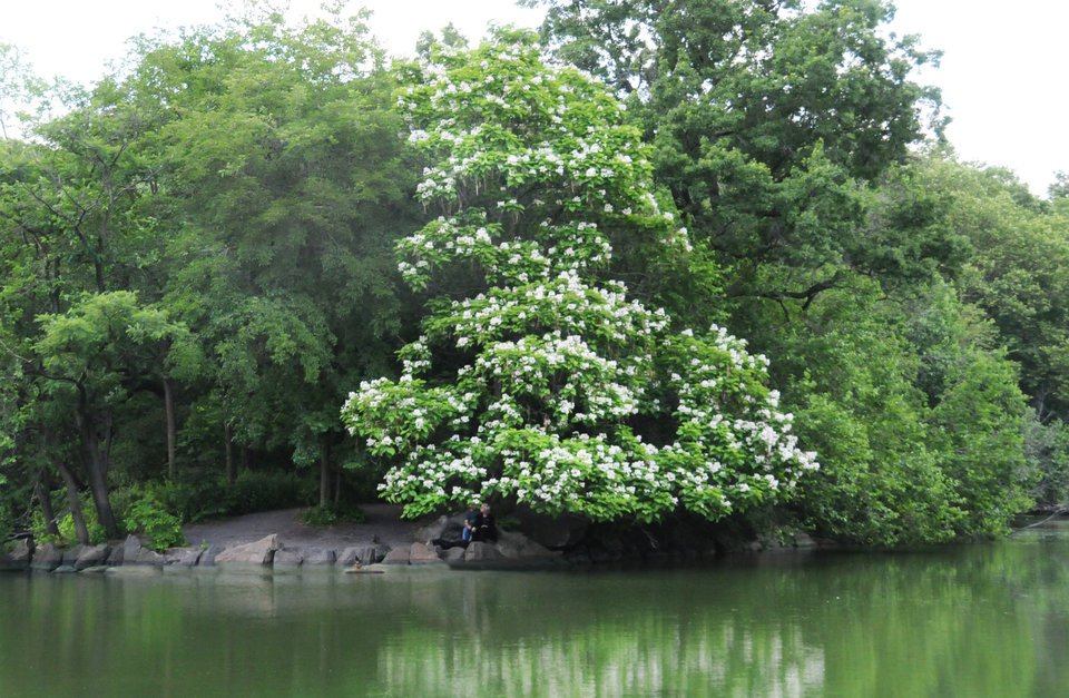 The point at The Lake, present day. (Courtesy of the Central Park Conservancy)