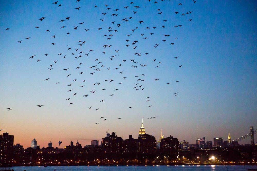 e874e301133c6ba91c-jpeg.jpeg Photograph of Riley's "<a href="http://gothamist.com/2016/04/26/duke_riley_fly_by_night.php">Fly by Night</a>" in April 2016 (<a href="http://todseelie.com/">Tod Seelie</a> / Gothamist)