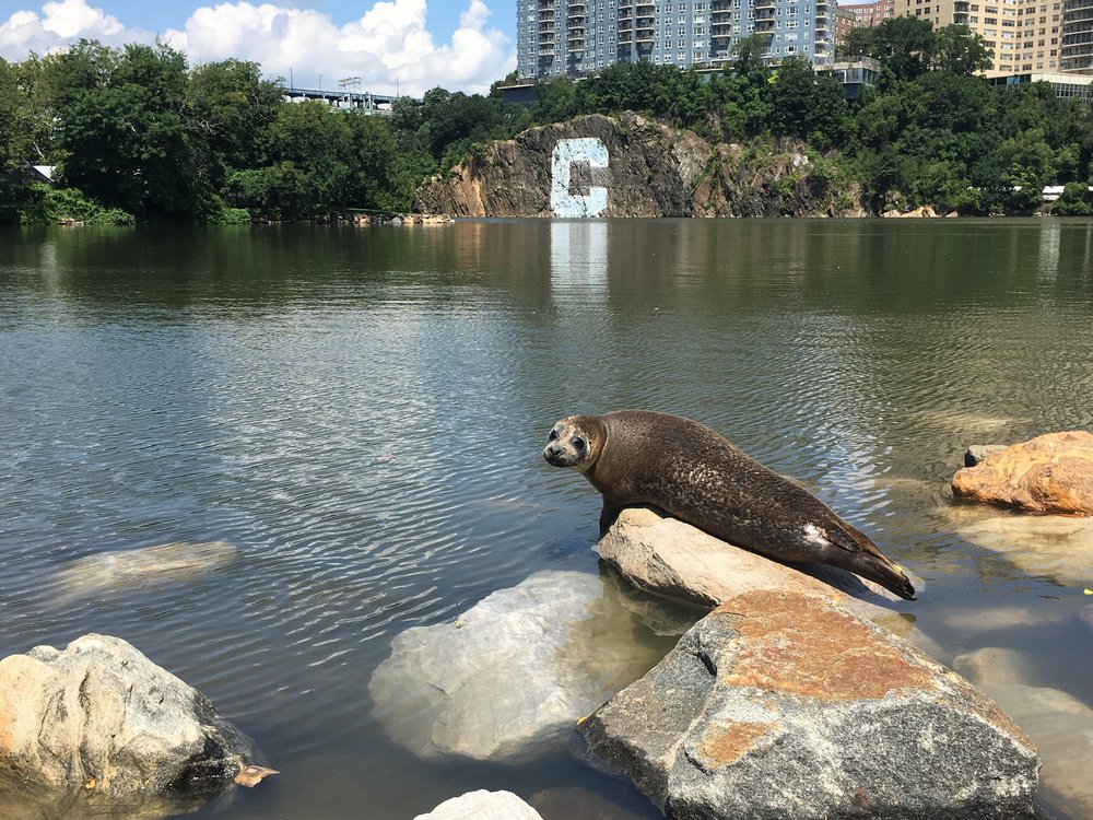 e8cdc1cd8seal-jpg.jpeg A seal hangs out in Spuyten Duyvil (Taegin Reisman)
