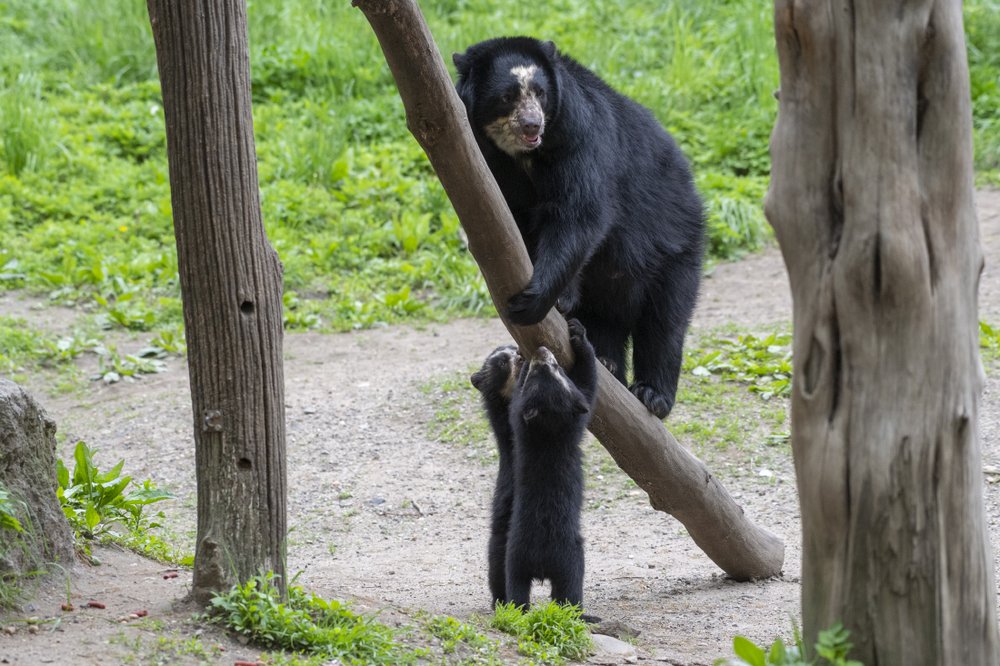 e9cf29547julie-larsen-maher_9143_andean-bear-and-cubs_qz_05-10-19-jpg.jpeg