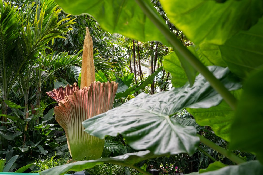 eb305a2c6a7r01210-jpg.jpeg The corpse flower
