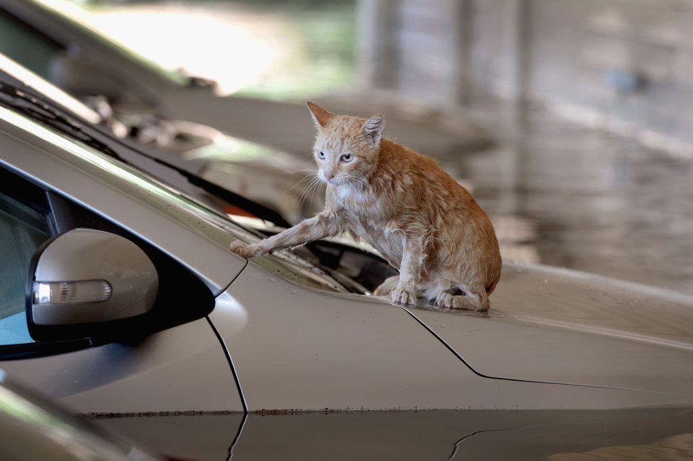 ed16dcc4fgettyimages-840958932-jpg.jpeg A cat sits on top of a car which is surrounded by flood water in the parking lot of an apartment complex after it was inundated with water following Hurricane Harvey.<br>
