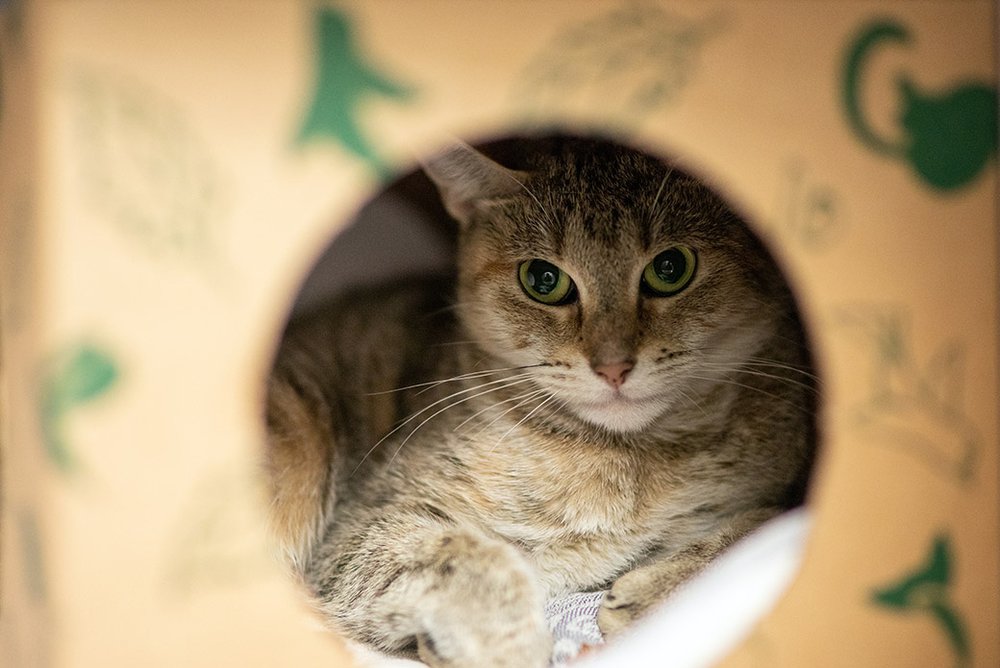 ee883aed2gabby_a39975808_2018nov20_0011-jpg.jpeg Gabby is a three-year-old female. She's into circles.
