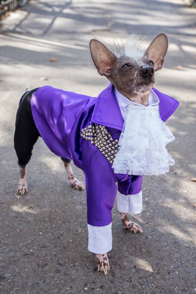 f15232a2220171028-img_5243-jpg-mobile.jpeg The Purple One