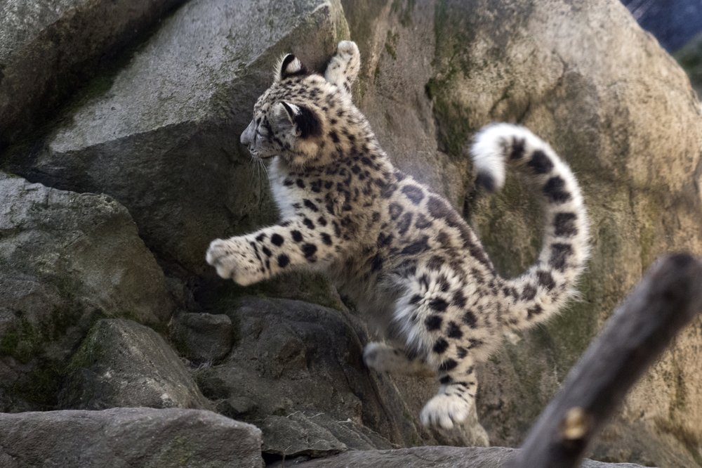 f267e5e0fjulie-larsen-maher_7617_snow-leopard-cub_him_bz_09-07-17-jpg.jpeg