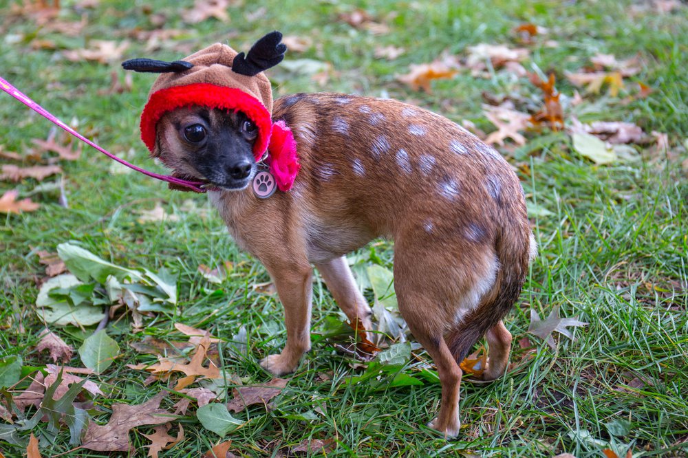 f4f4dfe3fdog-100-jpg.jpeg