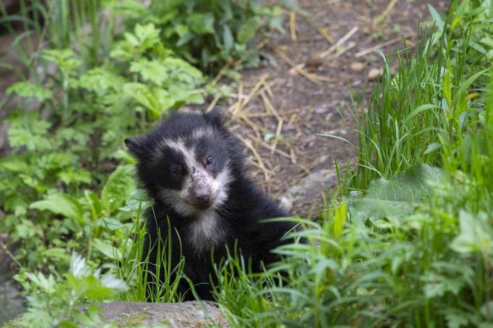 f54bab075julie-larsen-maher_9258_andean-bear-and-cubs_qz_05-10-19-jpg.jpeg