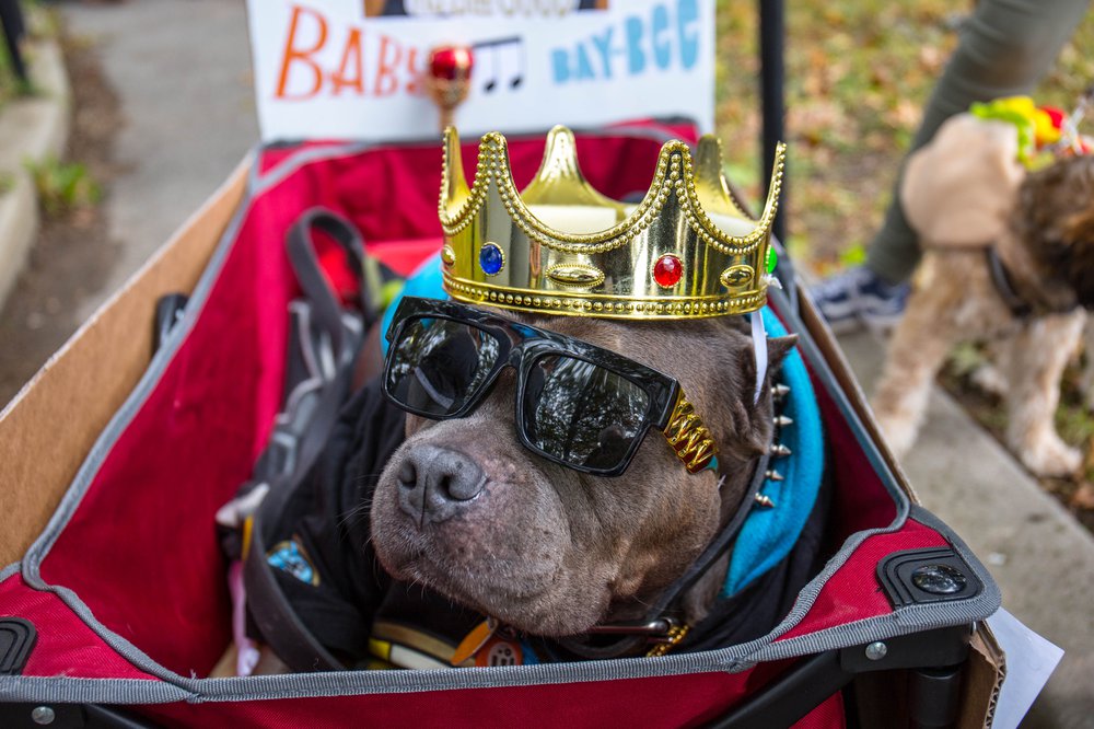 f5d34fcf5dog-97-jpg.jpeg