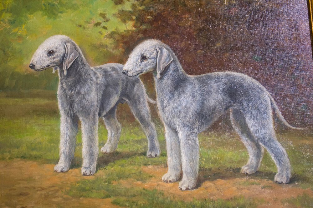 f7c6aea57dog-44-jpg.jpeg