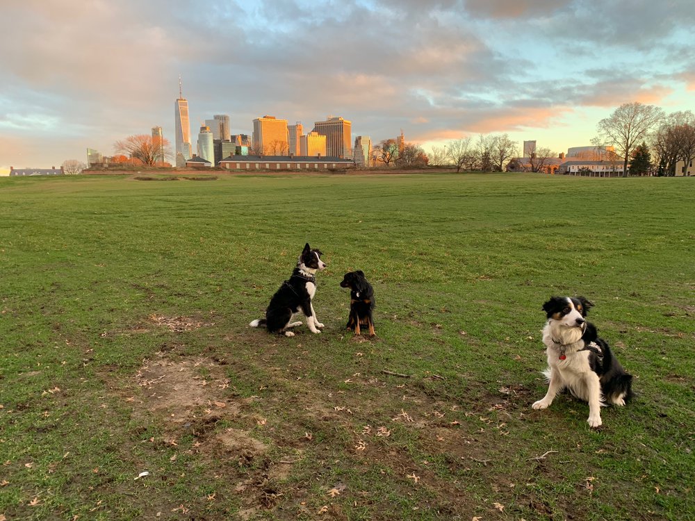 f85310bafimg_6408-1-jpg.jpeg The working dogs at sunrise