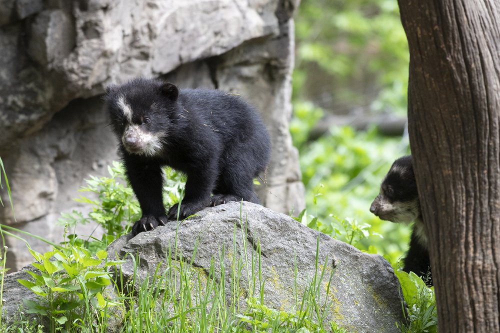 f8ac580eajulie-larsen-maher_9297_andean-bear-and-cubs_qz_05-10-19-jpg.jpeg