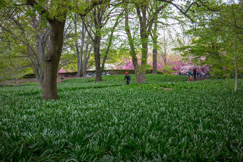 f8d7627a9sakura-130-jpg.jpeg