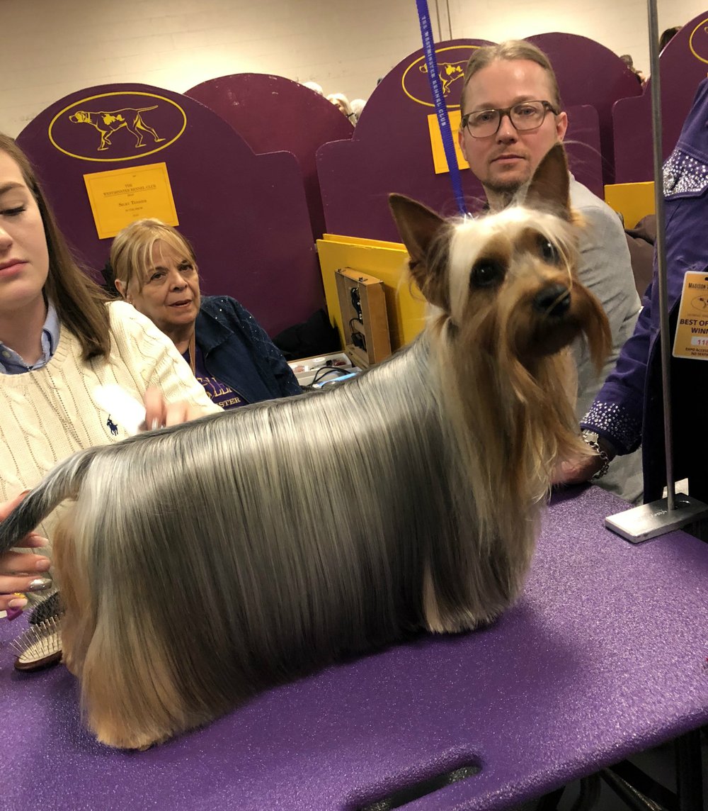 f9597e0d3westdog1-jpg.jpeg This isn't a dog, this is a comb that wished to be a real boy. Liar!! (Ben Yakas/Gothamist)