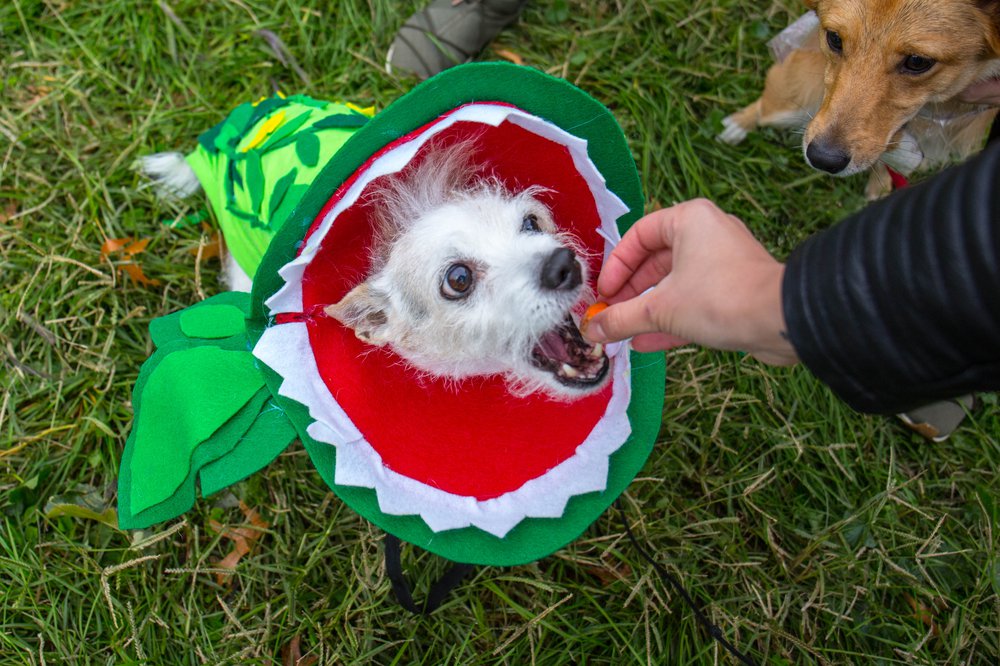 f96a7d676dog-192-jpg.jpeg