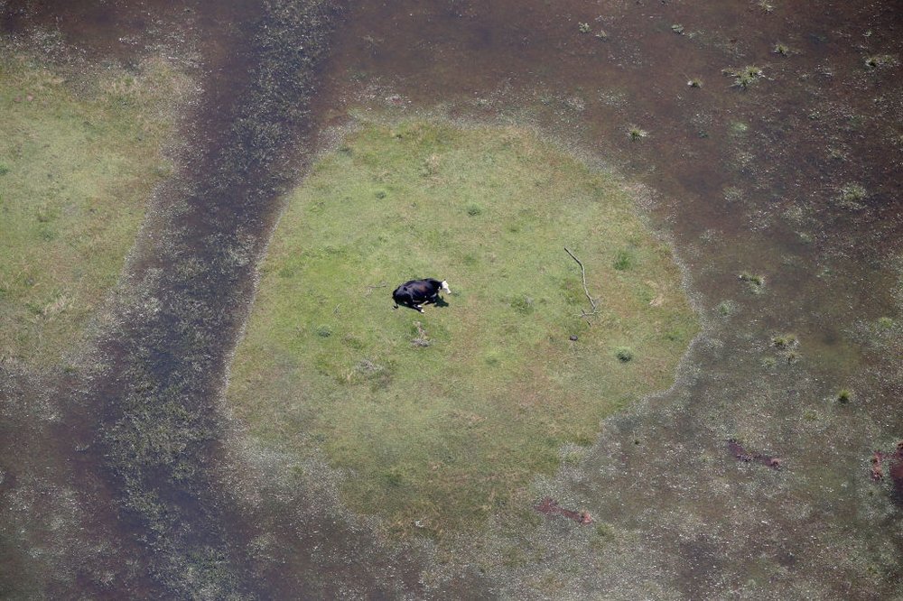 f9f1109cdgettyimages-841346484-jpg.jpeg : A cow sits in a pasture surrounded by floodwater left in the wake of Hurricane and Tropical Storm Harvey on August 31, 2017 near Orange, Texas<br>(Getty Images)