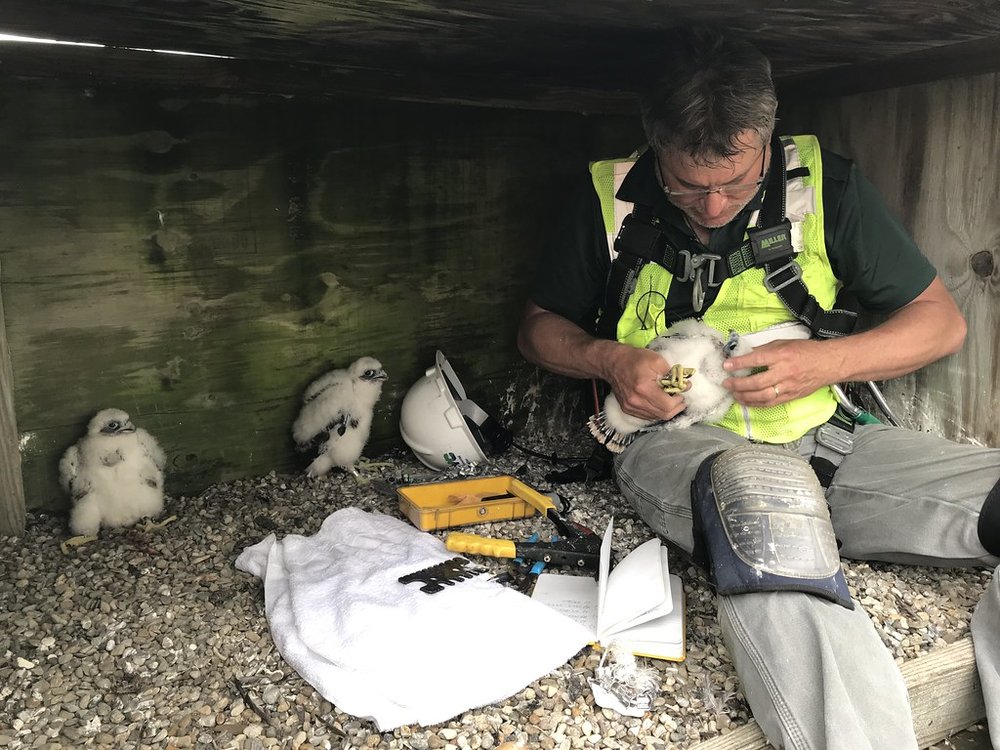 fa32e3fae48137912026_d6d937d641_b-jpg.jpeg NYC DEP research scientist Chris Nadareski tags one of the chicks