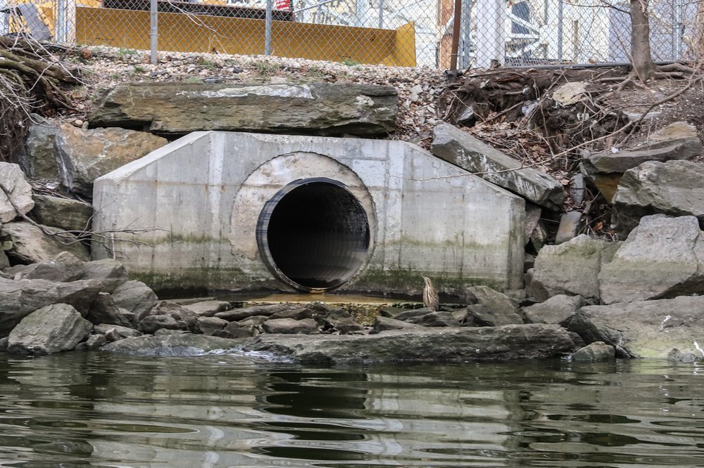 fbacbb7ba20180411-img_0015bird-jpg.jpeg An American Bittern near a drainage pipe.</br>