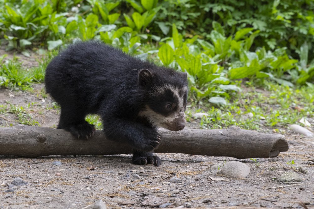 fbd3bc9eajulie-larsen-maher_8844_andean-bear-and-cubs_qz_05-10-19-jpg.jpeg