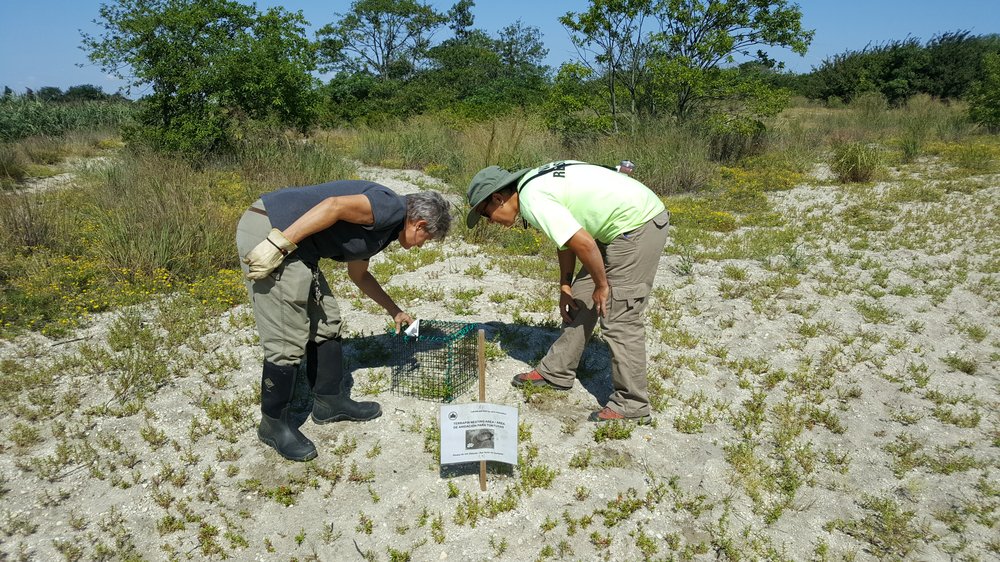 fc96a1619sasterrapin20170830_105309-jpg.jpeg Ellen Pehek and Carla Garcia, ecologists with the NYC Parks Department, inspect the enclosure<br>
