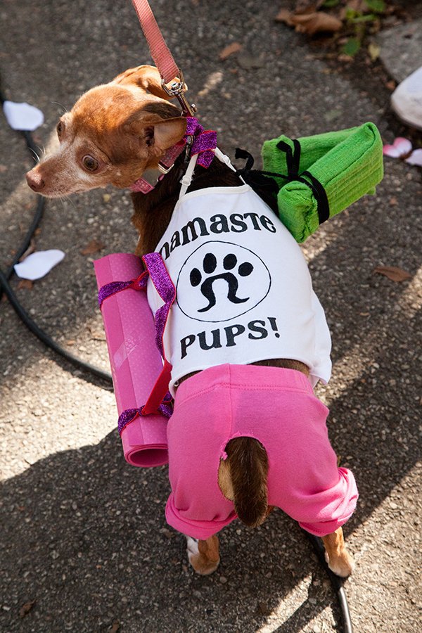 fec21f07a.jpeg Downward dog, obvs<br/>