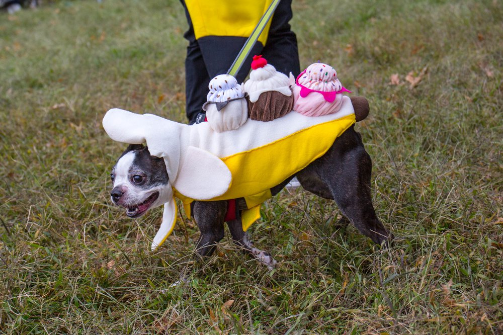 fec67ba76dog-87-jpg.jpeg