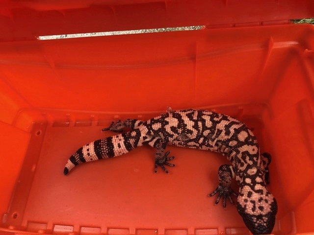 gila091218.jpg Gila monster