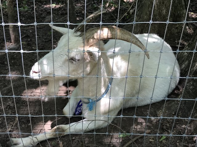 goats4.jpg