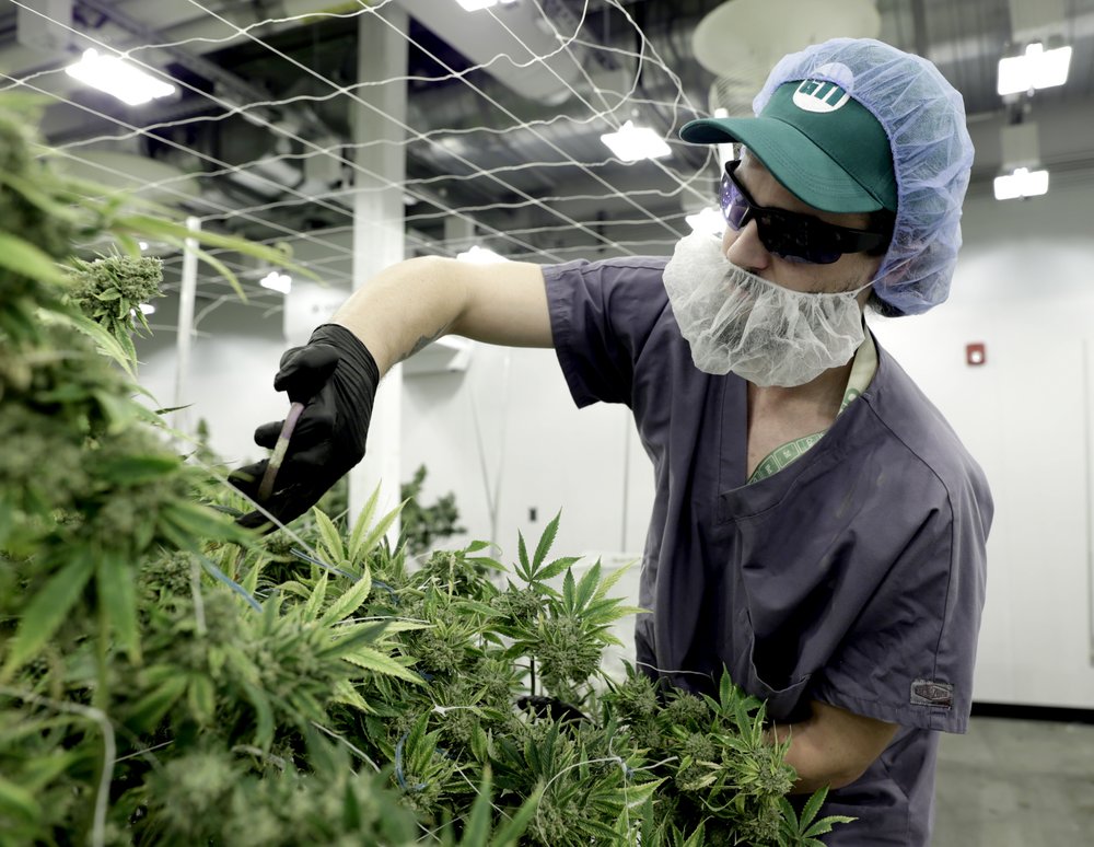 Green Thumb Industries, a Chicago-based cannabis company, invested $10 million to create a cultivation center in a former mill building in Holyoke, Massachusetts, pictured on Jan. 31, 2019. The major medical marijuana company is now suing New York regulators over the state’s equity program for cannabis entrepreneurs.