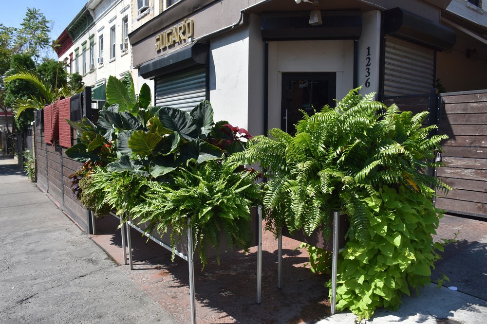 The storefront of Sugar'd, with plants outside.