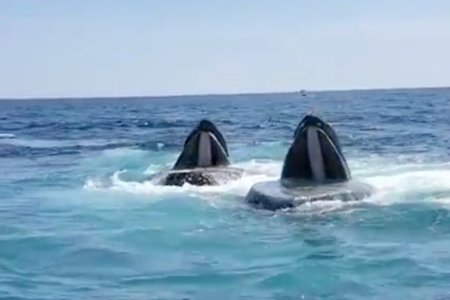 Hungry hungry humpbacks.