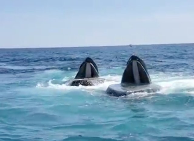 Hungry hungry humpbacks.