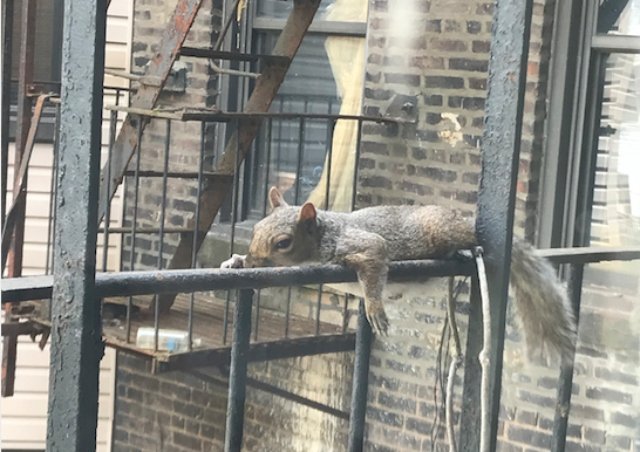 Hot squirrel summer.
