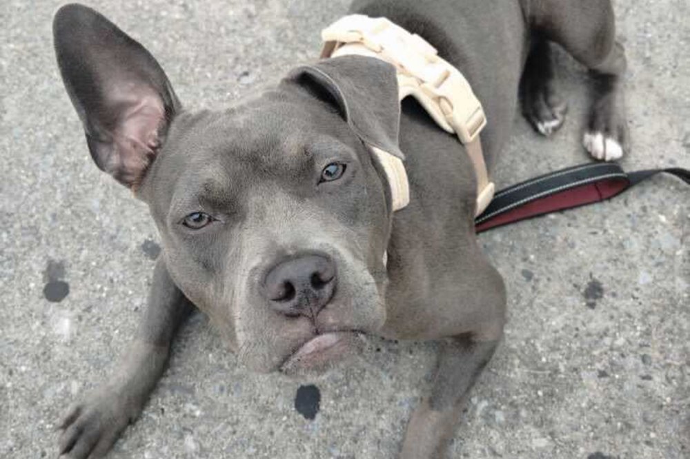 A pit bull mix named Oyster