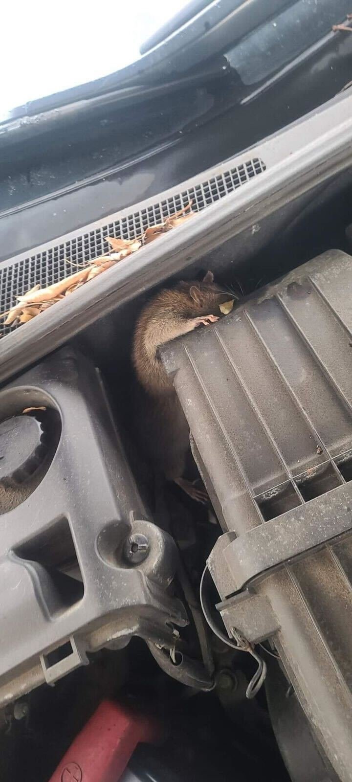 A dead rat inside a car engine.