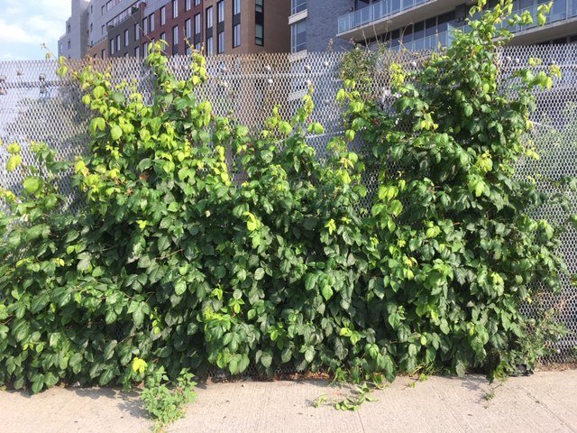 Poison ivy growing on a fence in LIC.