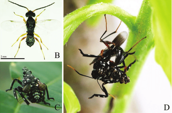 A collage of four images showing a wasp. One shows a wasp killing a lanternfly.