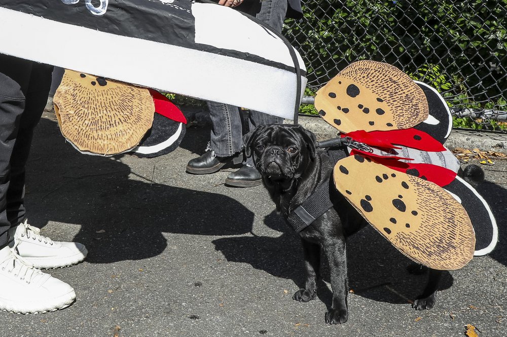 A black dog dressed as a spotted lantern fly.