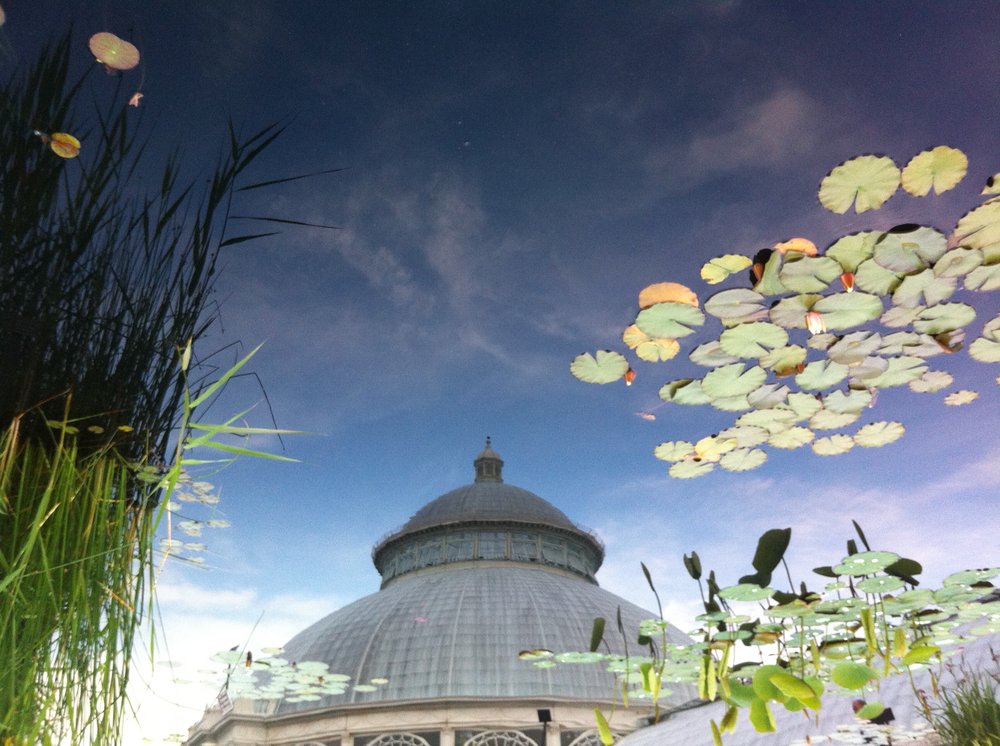the lily pads in the Brooklyn Botanic Garden