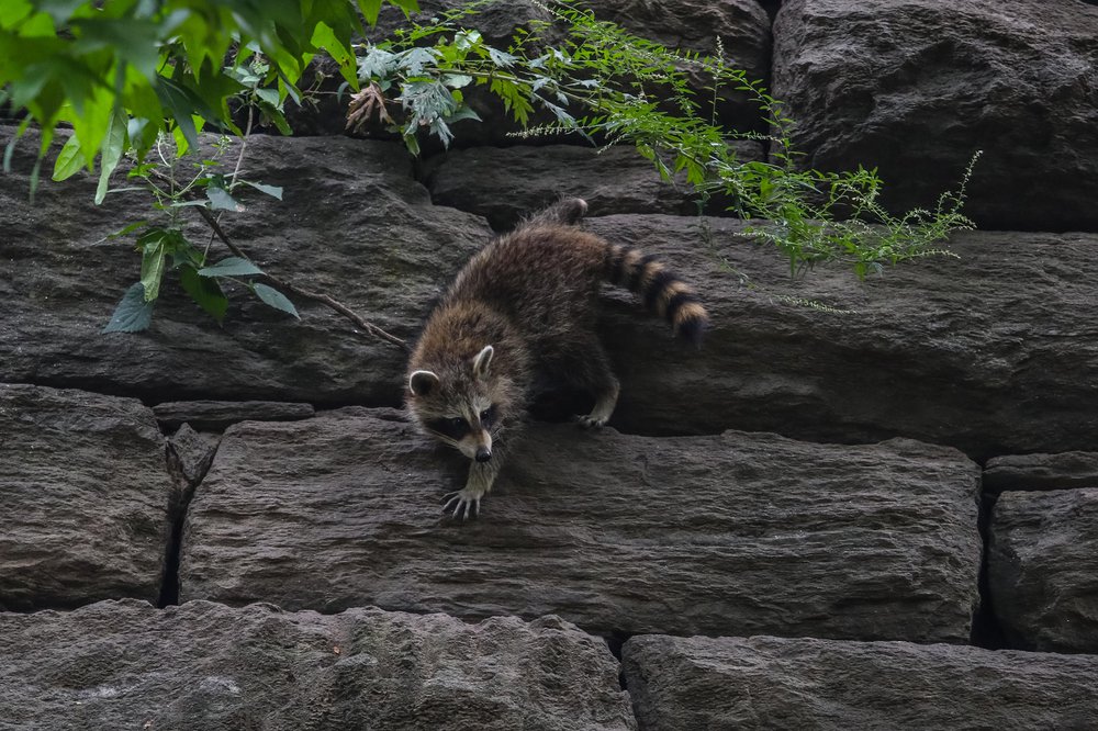 racoons-11.jpg Photos of raccoons who live in Riverside Park