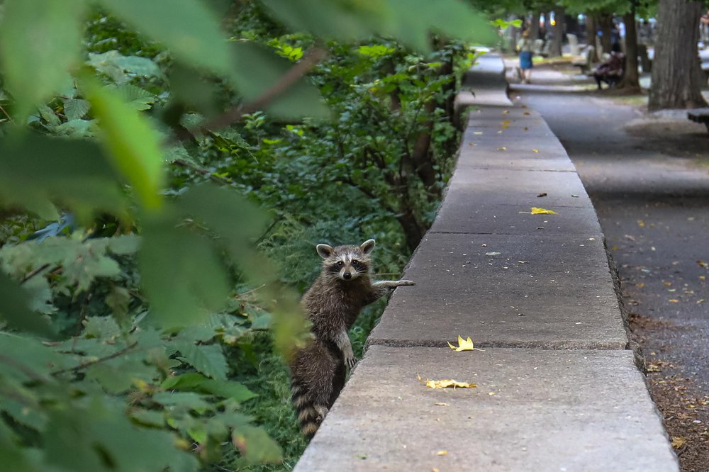 racoons-2.jpg Photos of raccoons who live in Riverside Park