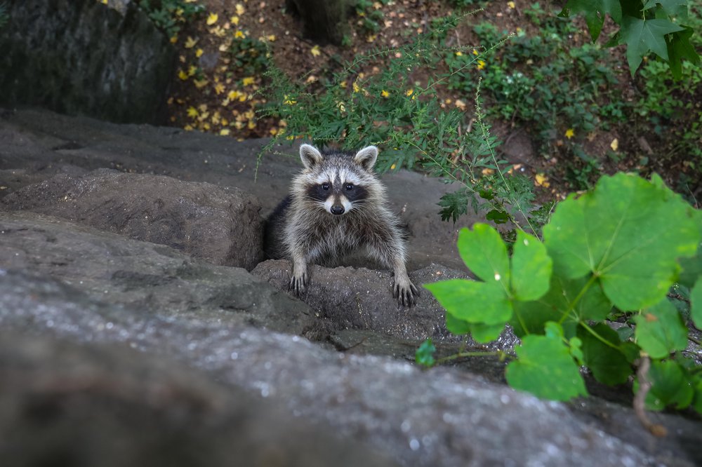 racoons-28.jpg Photos of raccoons who live in Riverside Park