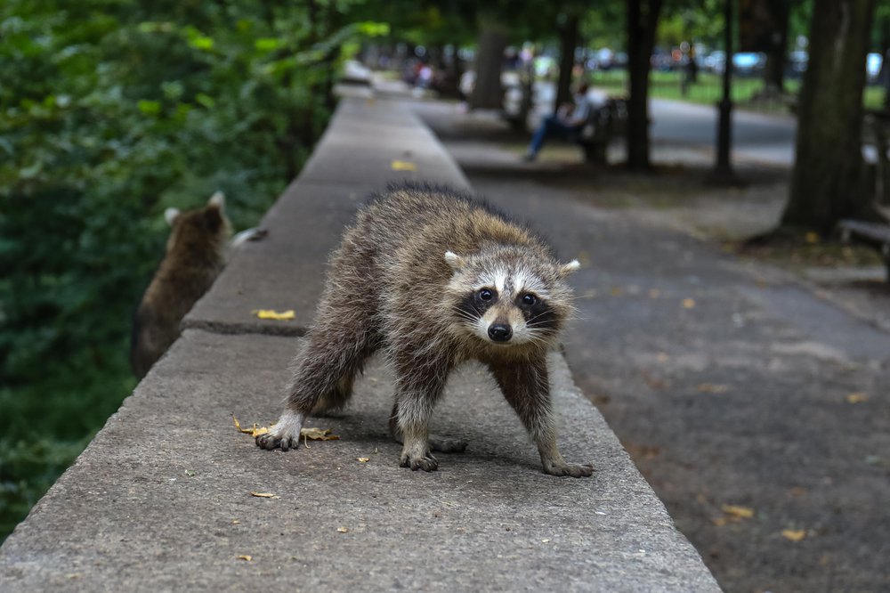 racoons-32.jpg Photos of raccoons who live in Riverside Park